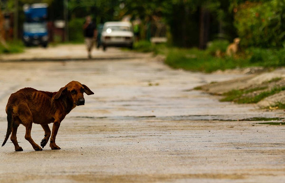 Veterinarias locales alertan sobre brote de sarna en comunidades con alta presencia de animales abandonados