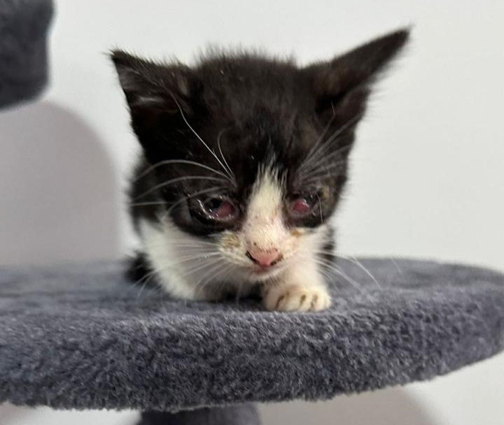 Oreo al momento de ser rescatado por el equipo de ZenPets