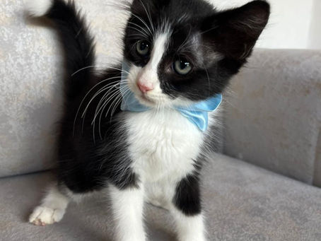 Oreo – De la oscuridad a un hogar lleno de luz