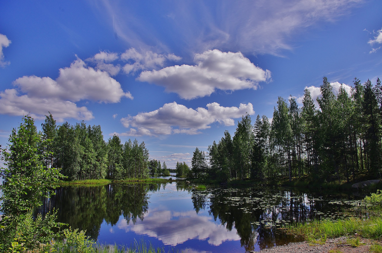 Kälviän hirsimetsä Venetjärvellä. Kuva: Tuija Salo