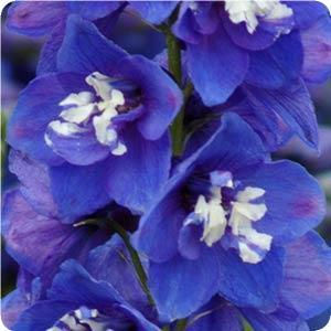 DELPHINIUM