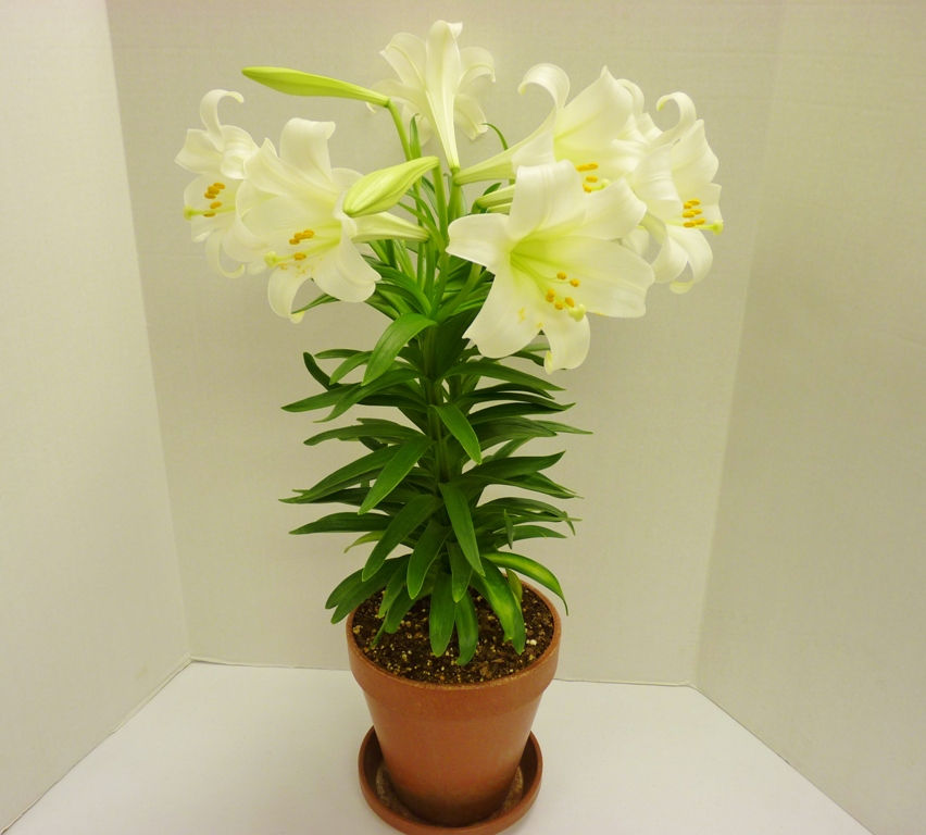 8" Deco Easter Lily