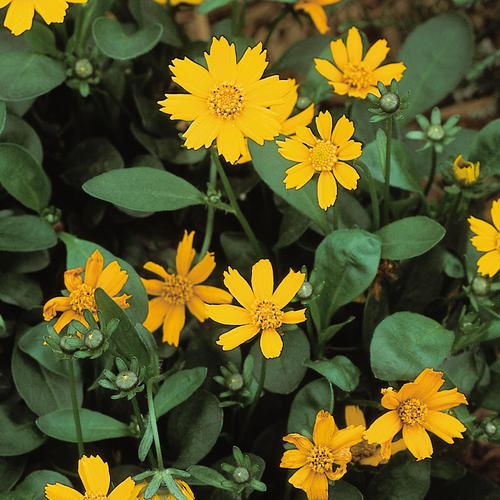 COREOPSIS