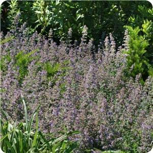 NEPETA (catmint)