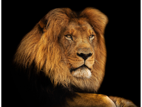 Harnessing strengths for leadership success