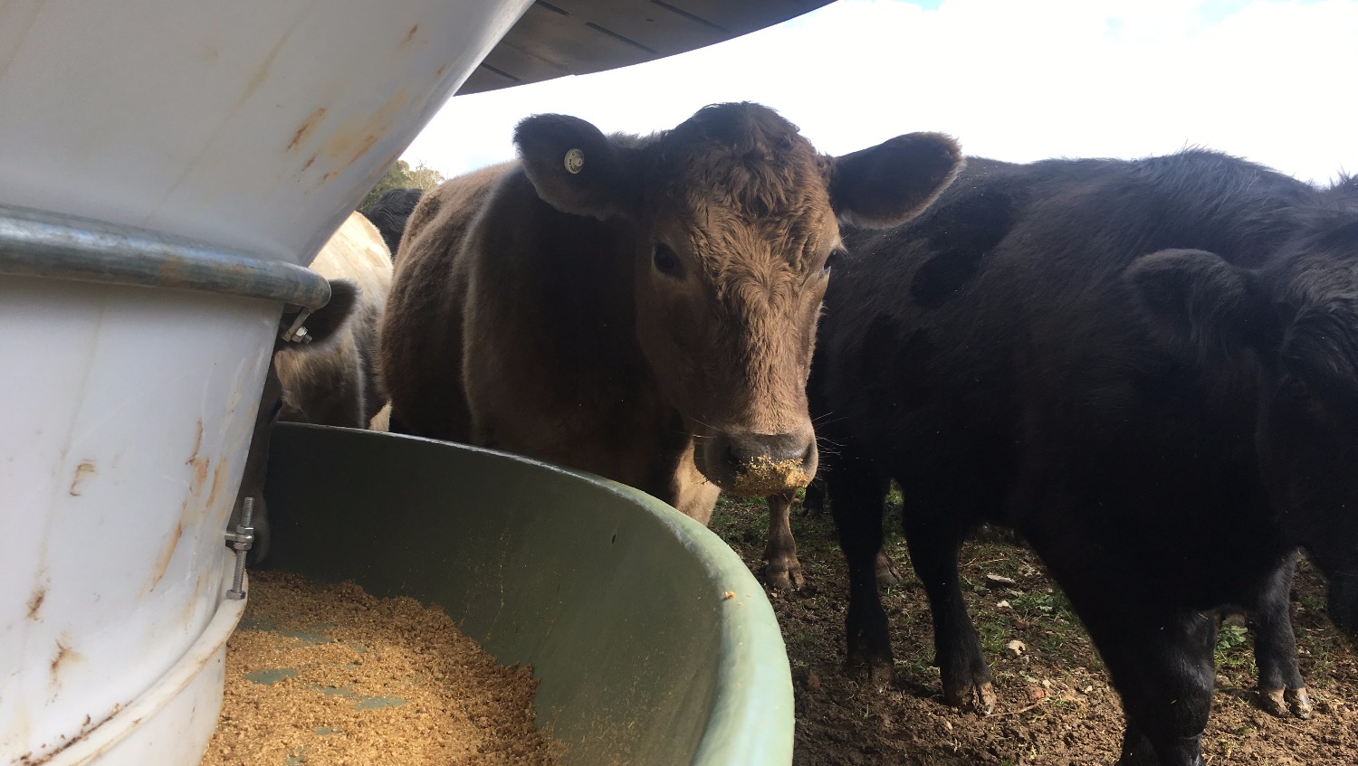 Cattle Feeder Poly Cattle Feeders Roswell Ag RCF 9500