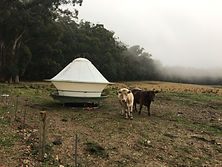 Round Poly Cattle Feeder