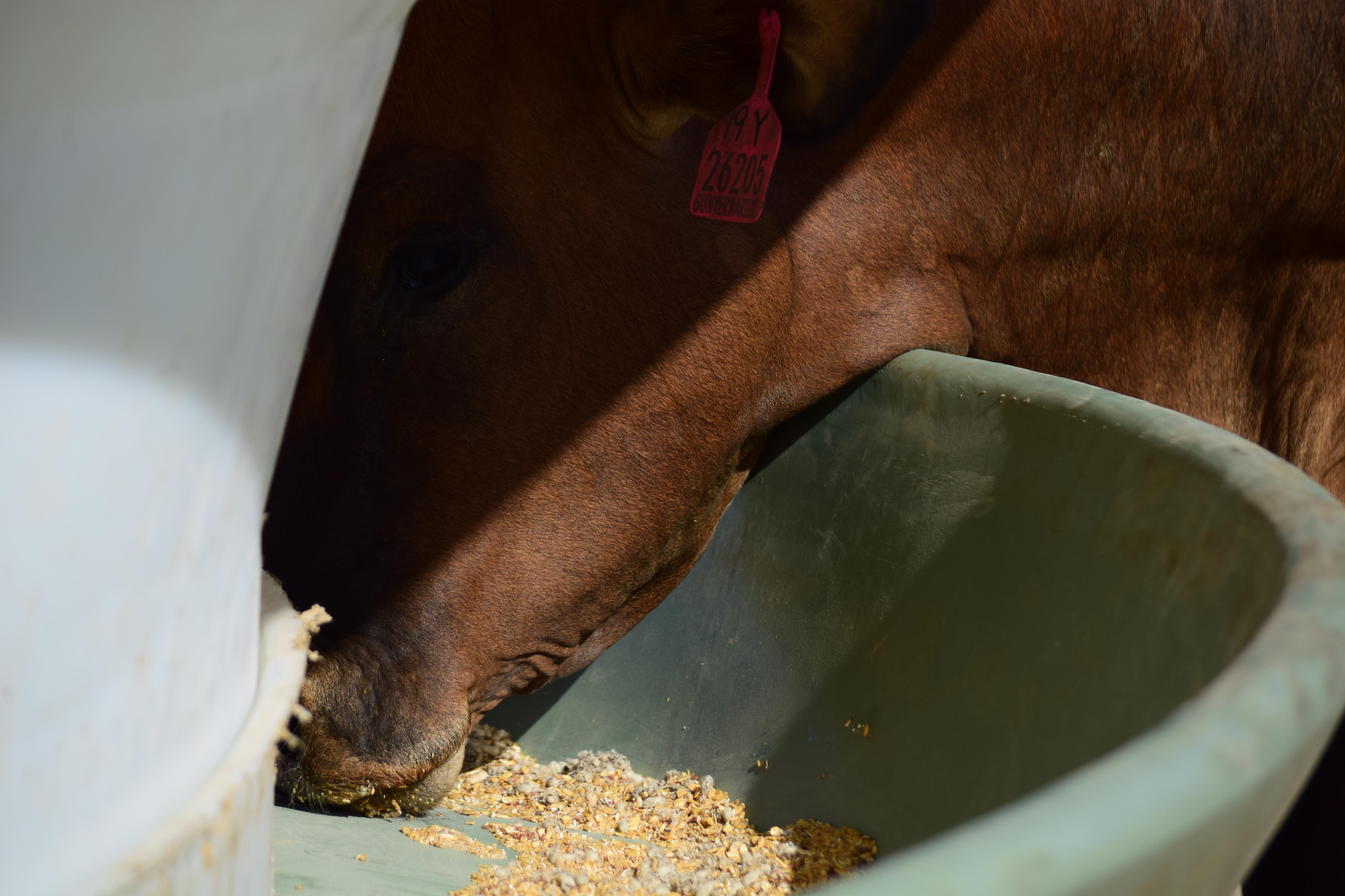 Cattle Feeder Poly Cattle Feeders Roswell Ag RCF 9500