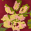 Thumbnail: Pătură Macat Vișiniu Boucle Floral