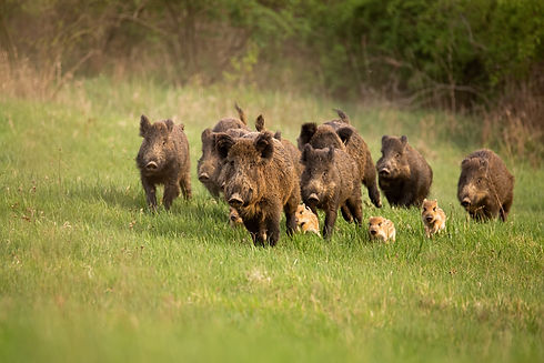 Hog Removal Dallas