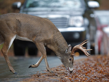 Safety Tips: Avoiding Deer On The Roadway