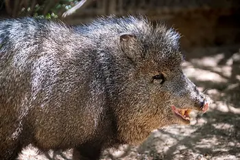 Javelina in the wild