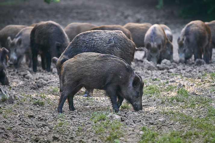 De Leon Sporting Goods Hog Hunting