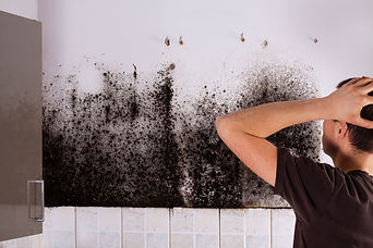 Home Mold Removal Company