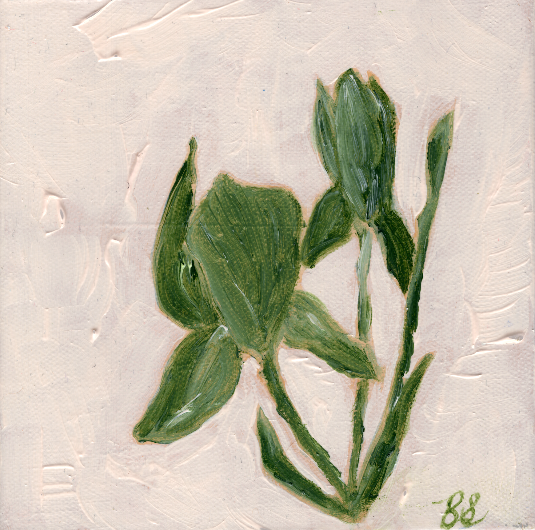 Small Irises