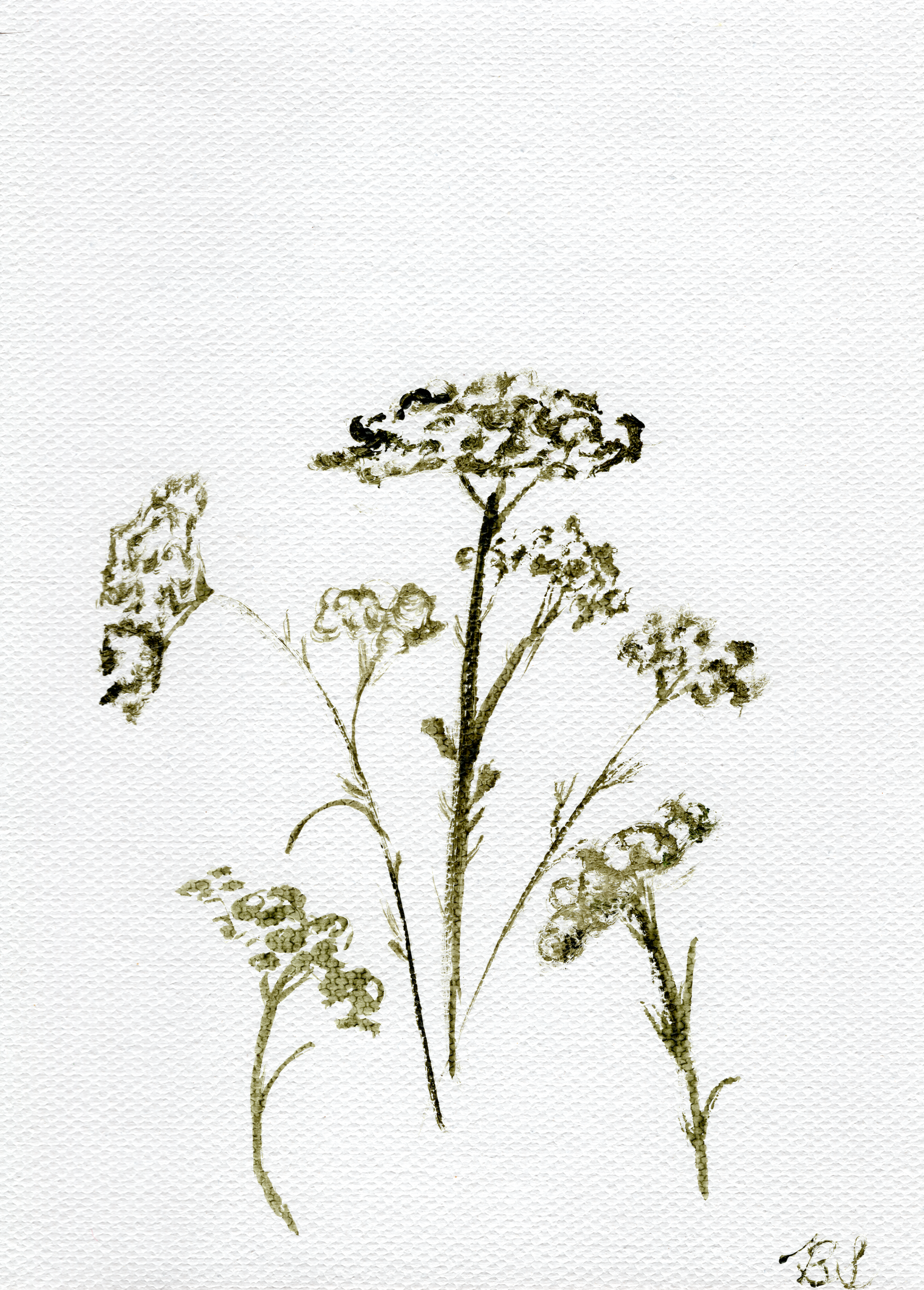 Queen Anne's Lace