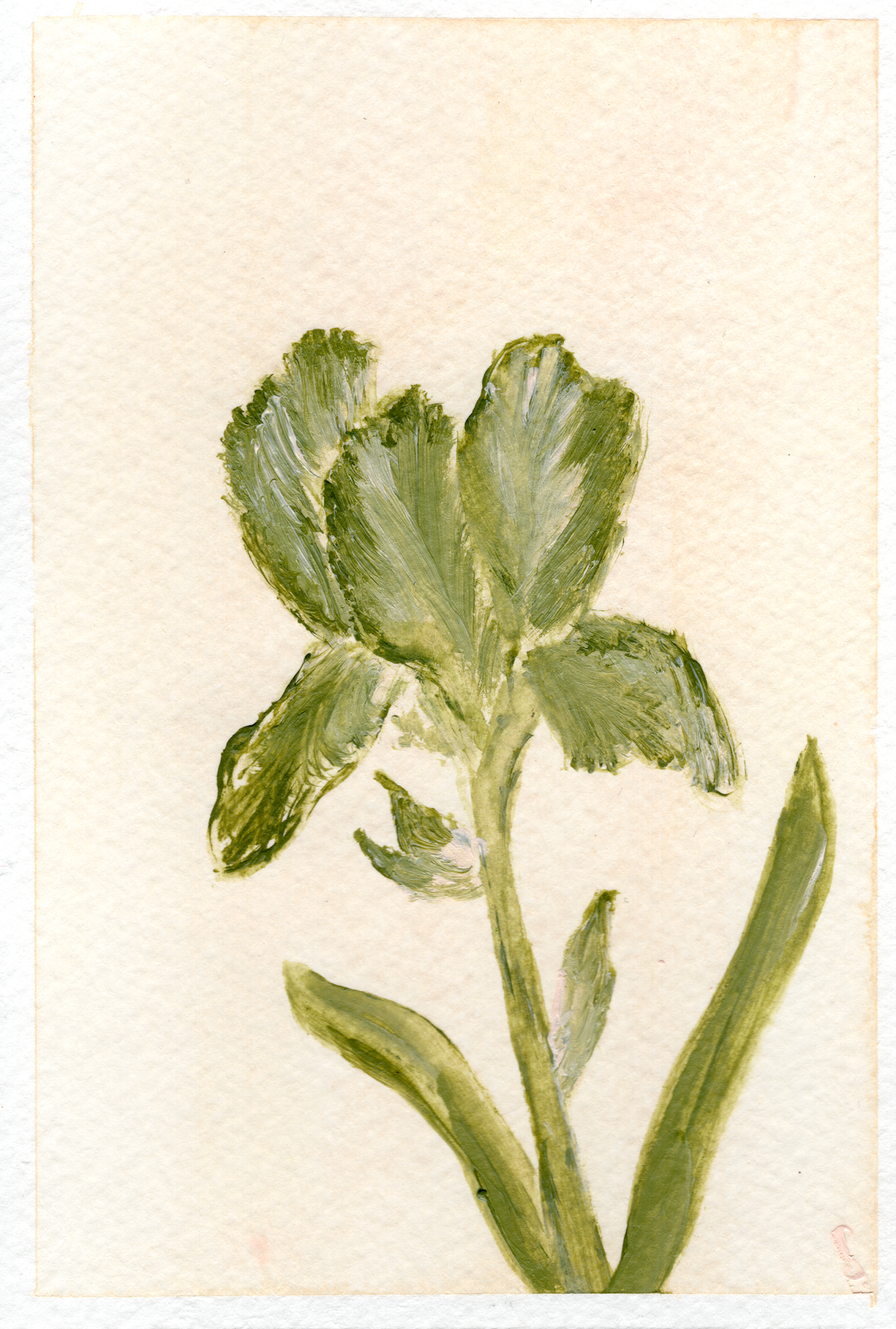 Spring Iris
