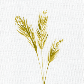 green prairie grass on white background