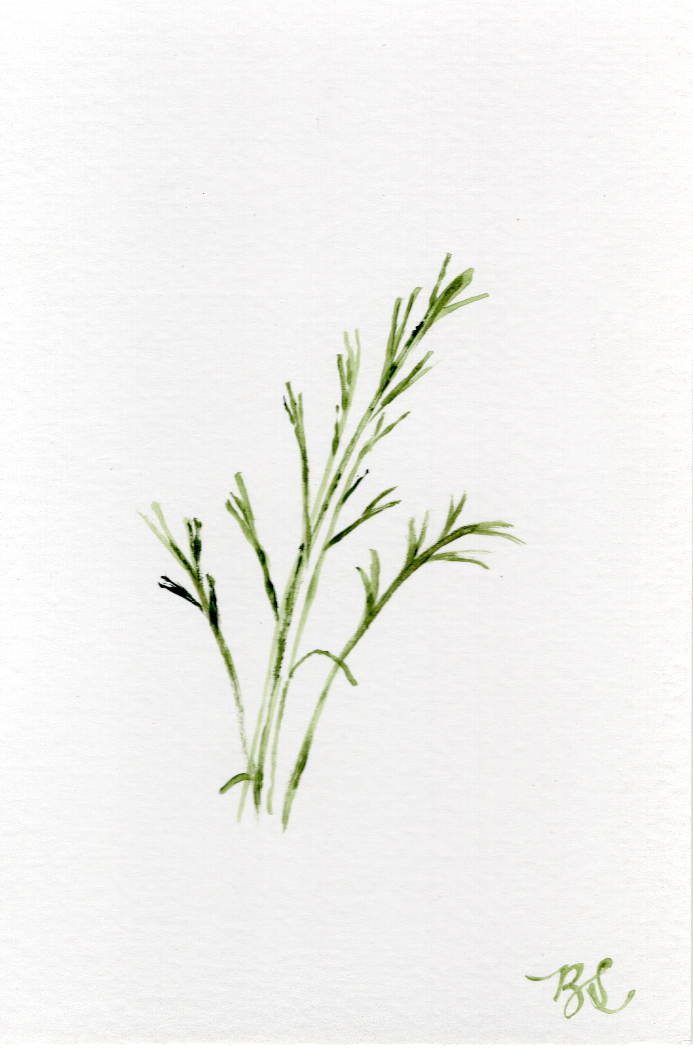 Big Bluestem