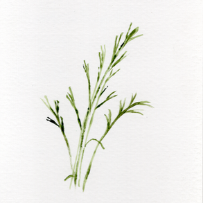 dark green prairie grass on white background