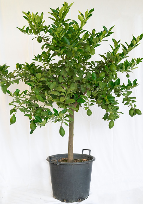 Limone vaso 50.jpg