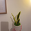 Thumbnail: Crochet Snake plant pot 