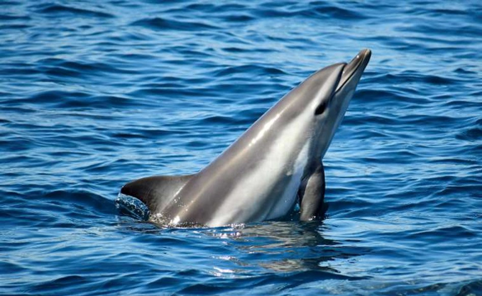 Delfin hibrido Productor acuícola