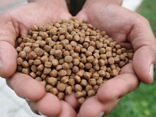 Escogiendo el alimento para nuestra producción!