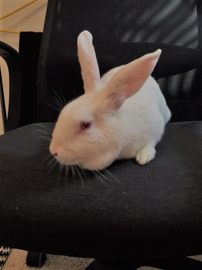 Cleo