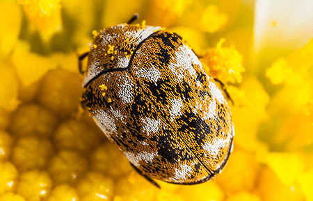 carpet-beetles_edited.jpg