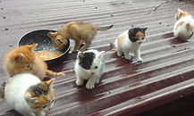 kittens.jpg