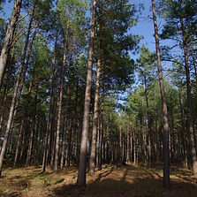 Pinus Taeda