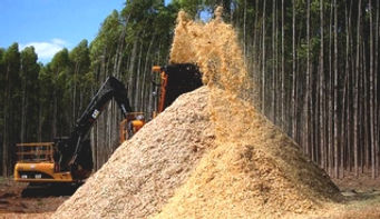 Eucalipto Bio Energia.jpg
