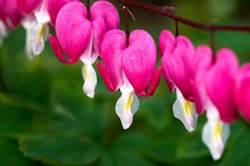 Bleeding hearts