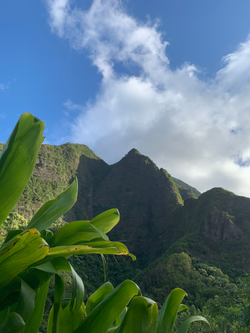 Kī Leaves (left) Are More Popularly Called Ti Leaves