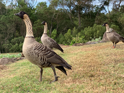 The Nene (Hawaiian Goose) Is Hawaii's National Bird