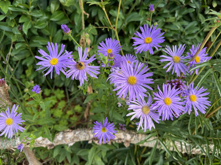 Verse, schone en soortechte tuinplanten in onze kwekerij.