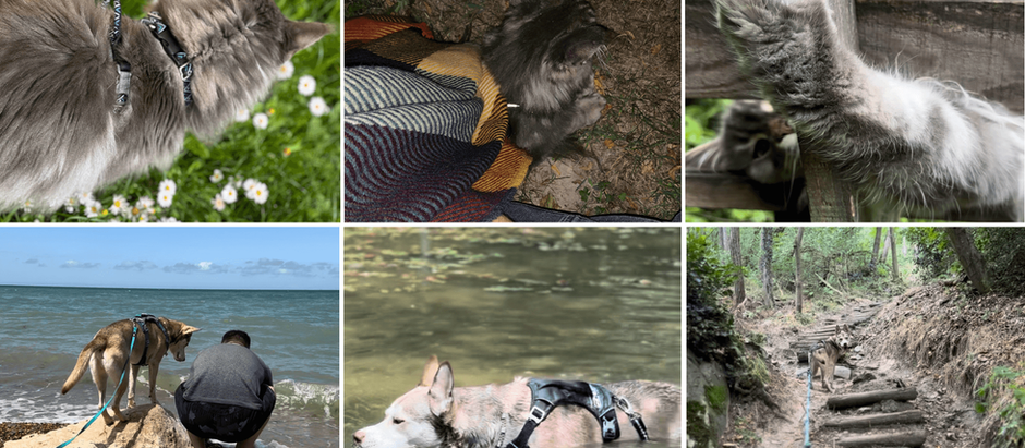 Se préparer à partir en vacances en France, avec son chien et/ou son chat