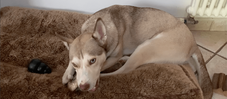 Accueillir un chien qui fait de la garde de ressources : mon histoire avec Aska