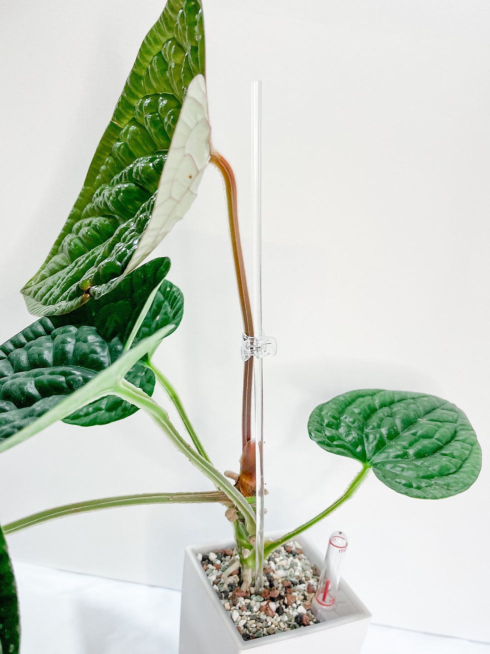 Thumbnail: Clear Plant Stakes