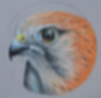 Nankeen Kestrel, Falco cenchroides