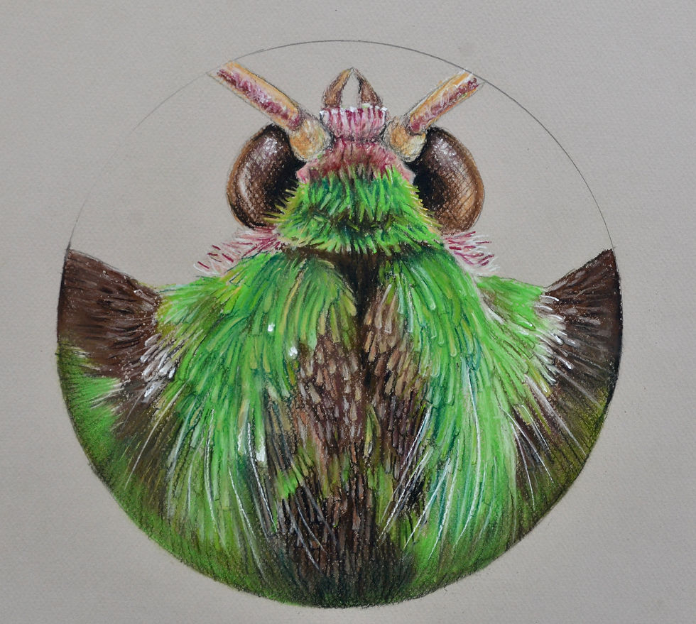 Green Moth, Agathia jowettorum, head detail