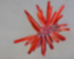 Red pencil urchin, Heterocentrotus mamillatus