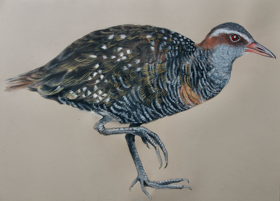 Buff-banded Rail, Gallirallus philippensis