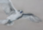 White tern, Gygis alba