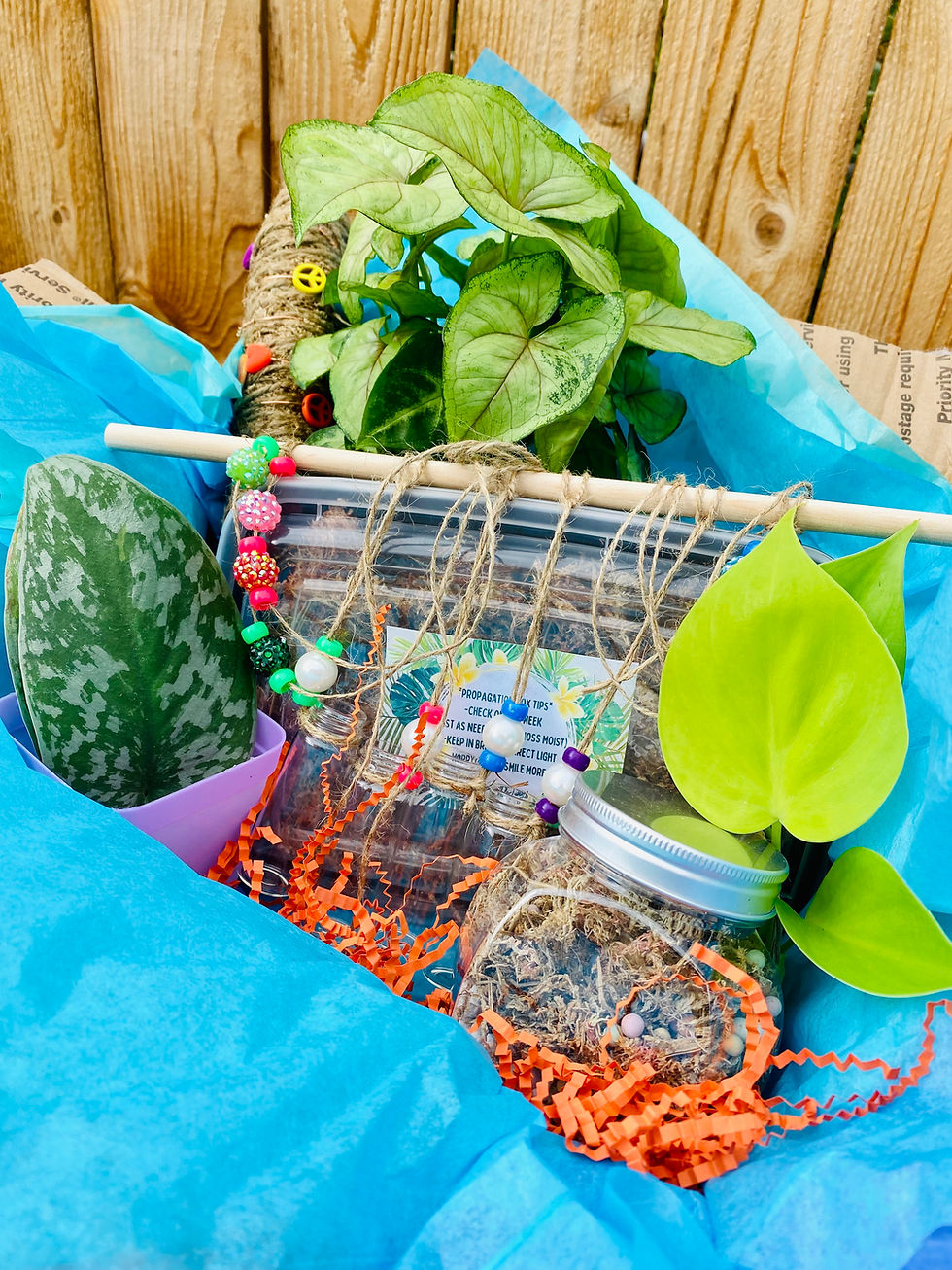 Thumbnail: Mystery Plant/Cutting/Planty Things Box