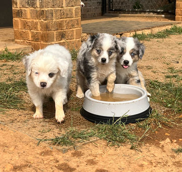 Angela, Hodgins, Sweets.jpg