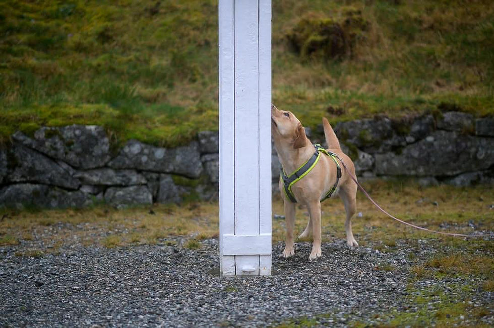 Nosework Nybegynner kurs 9 & 10.mai