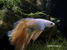 fish-roythebetta.gif