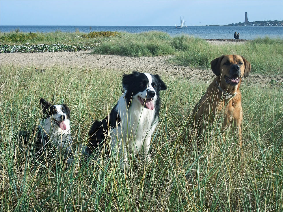 Falckenstein Hundestrand